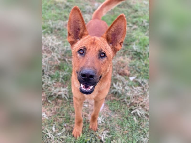 Zylo, geb. ca. 10/2024, lebt in GRIECHENLAND, im städt. Tierheim Serres