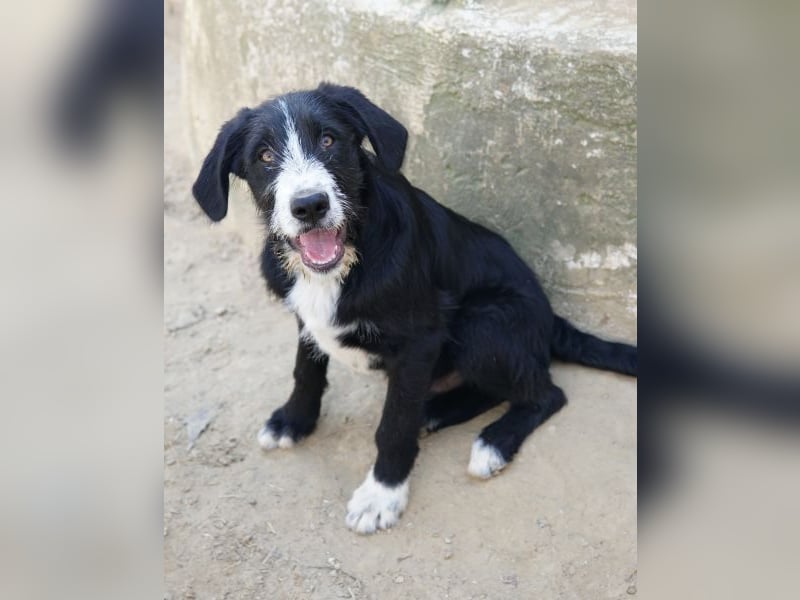 Kasimir, geb. ca. 09/2025, lebt in GRIECHENLAND, auf einer privaten Pflegestelle