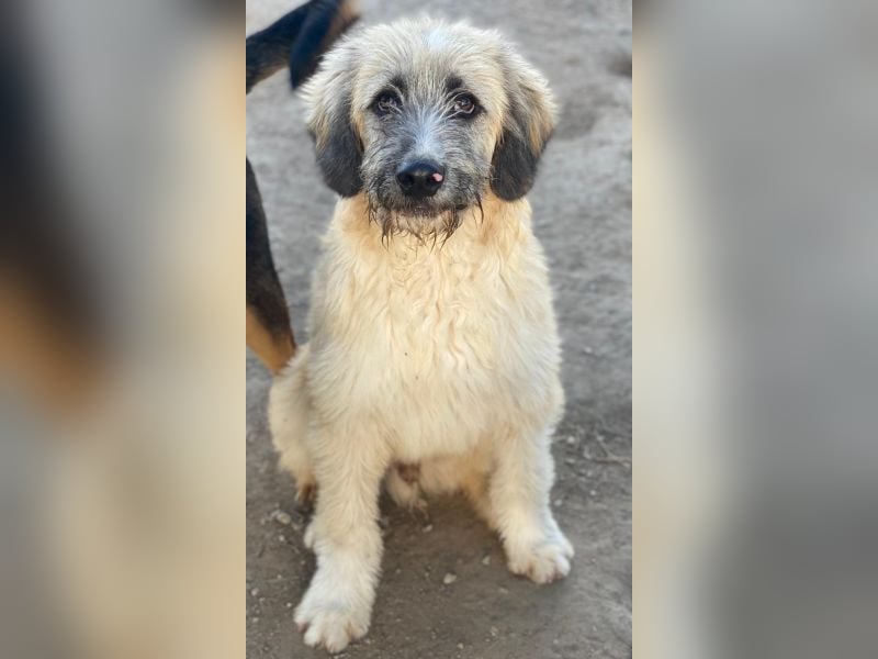 Taigo, geb. ca.09/2025, lebt in GRIECHENLAND, im städt. Tierheim Serres