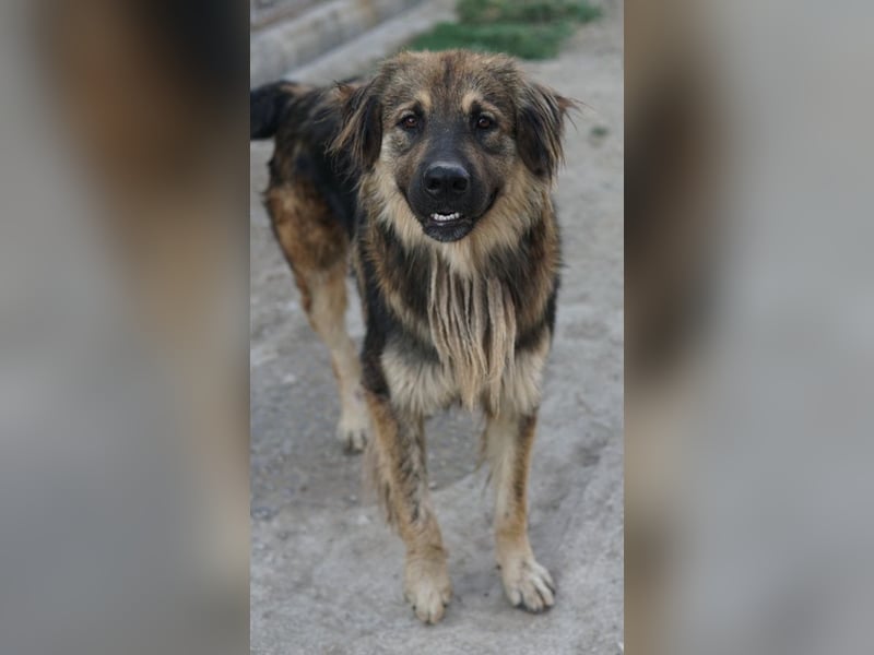 Felix, geb. ca. 03/2024, lebt in GRIECHENLAND, im städt. Tierheim Serres