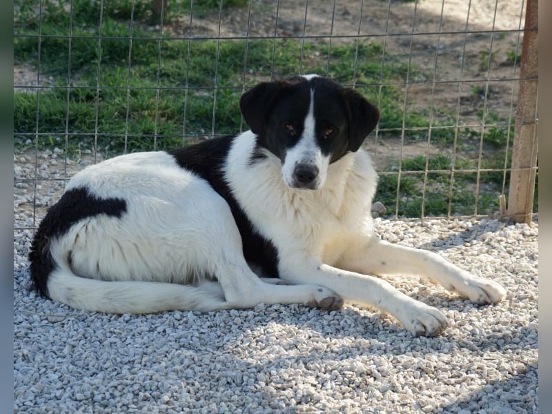 Zola, geb. ca. 01/2025, lebt in GRIECHENLAND, im städt. Tierheim Serres