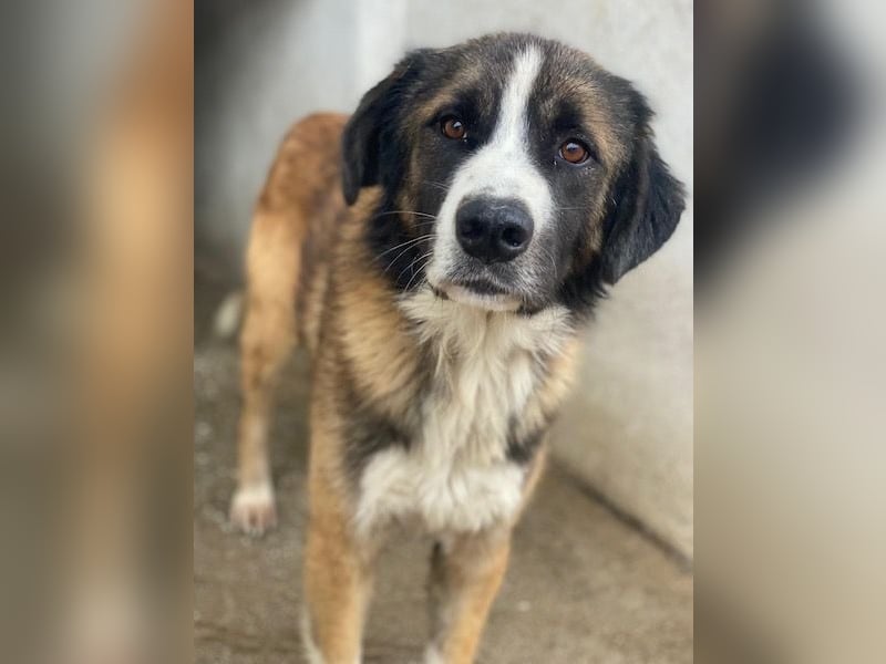 Beetles, geb. ca. 11/2024, lebt in GRIECHENLAND, im städt. Tierheim Serres