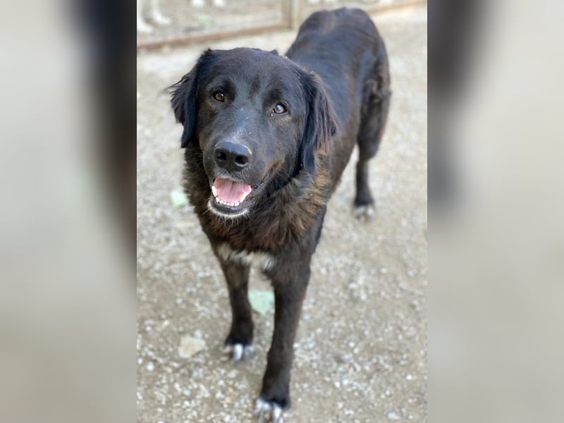 Jette, geb. ca. 01/2024, lebt in GRIECHENLAND, im städt. Tierheim Serres