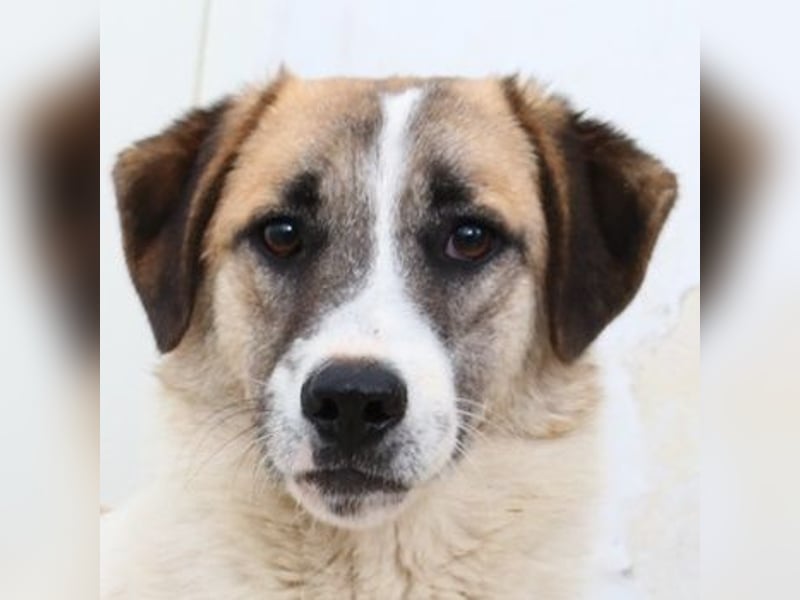 Taro, geb. ca. 08/2018, lebt in GRIECHENLAND, im städt. Tierheim Serres