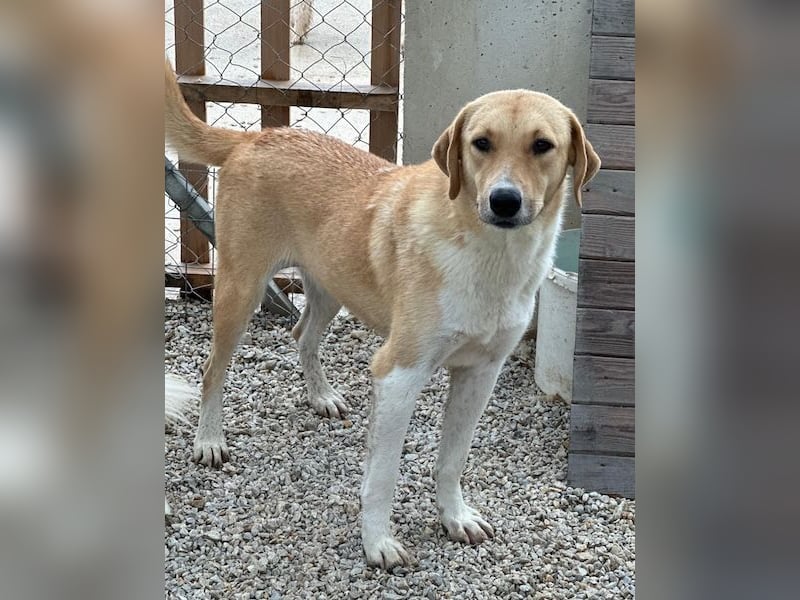 Padme, geb. ca. 04/2024, lebt in GRIECHENLAND, im städt. Tierheim Serres