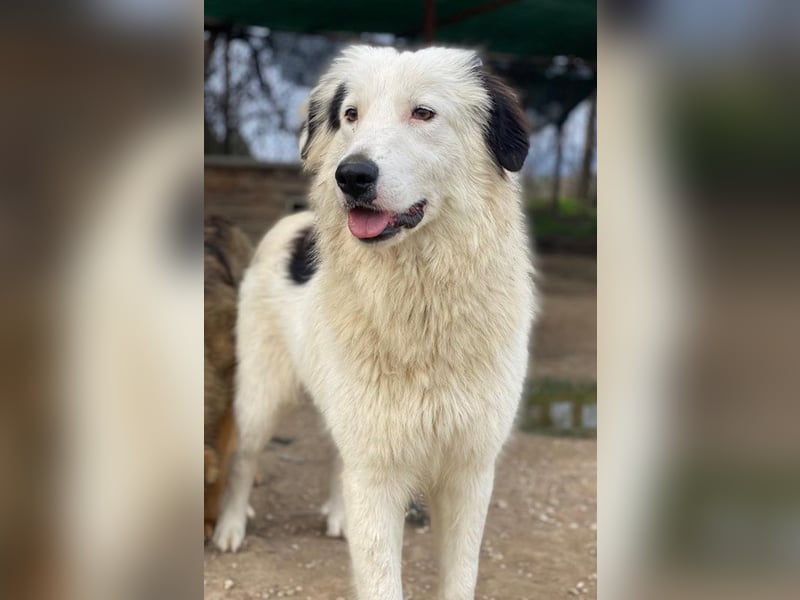 Namika, geb. ca. 02/2024, lebt in GRIECHENLAND, im städt. Tierheim Serres