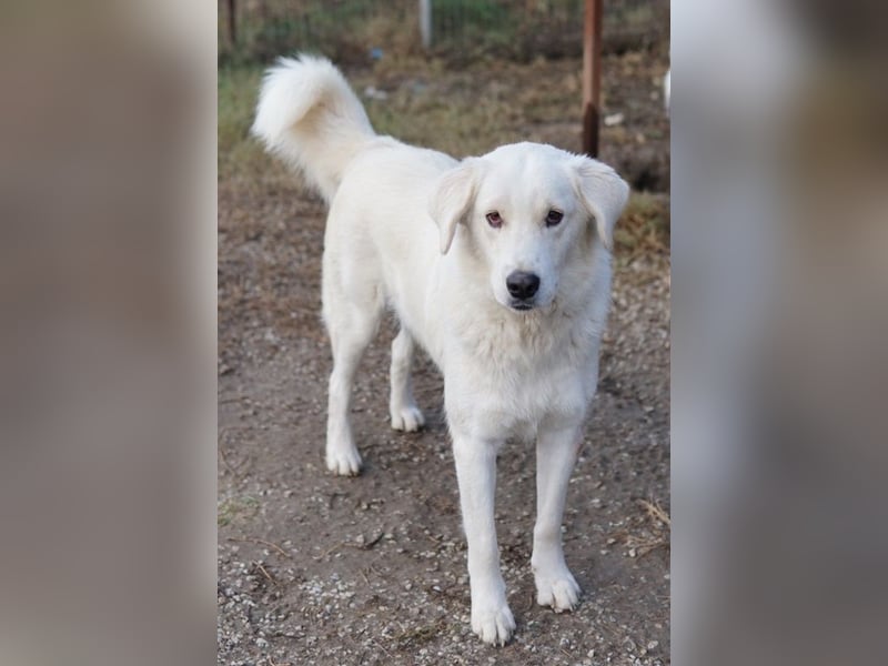 Idallo, geb. ca. 12/2020, lebt in GRIECHENLAND, im städt. Tierheim Serres