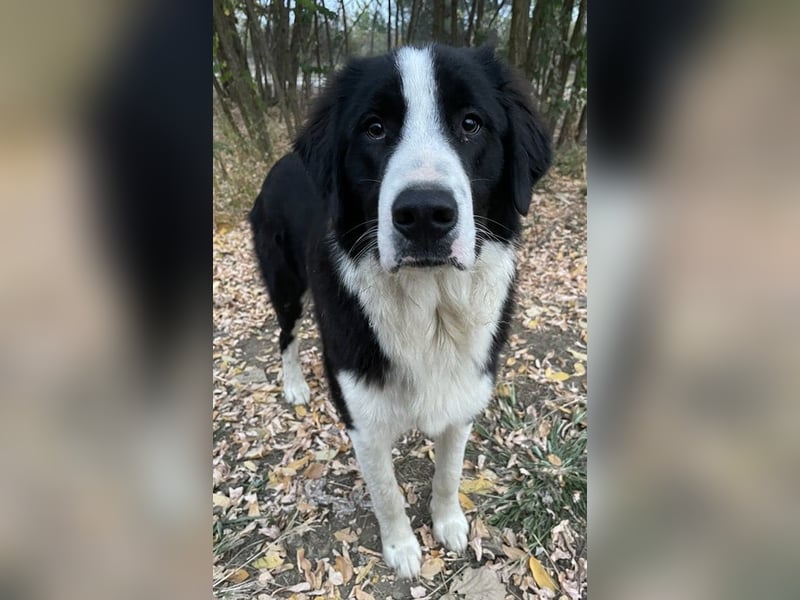 Sloan, geb. ca. 01/2022, lebt in GRIECHENLAND, auf einem Gelände, wird notdürftig versorgt