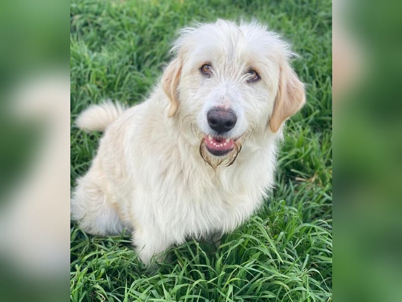 Arina, geb. ca. 10/2024, lebt in GRIECHENLAND, im städt. Tierheim Serres