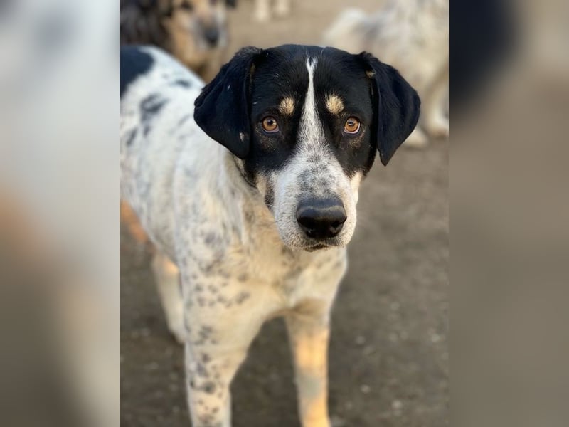 Benja, geb. ca. 05/2023, lebt in GRIECHENLAND, im städt. Tierheim Serres