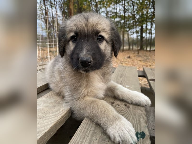 Venus, geb. ca. 08/2022, lebt in GRIECHENLAND, auf einer privaten Pflegestelle