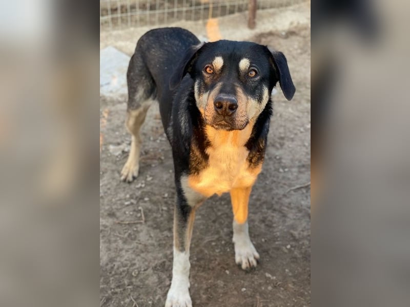 Bibi, geb. ca. 05/2023, lebt in GRIECHENLAND, im städt. Tierheim Serres