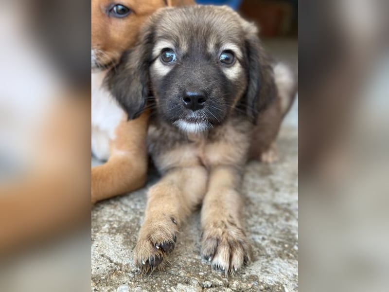 Harissa, geb. ca. 05/2026, lebt in GRIECHENLAND, im städt. Tierheim Serres