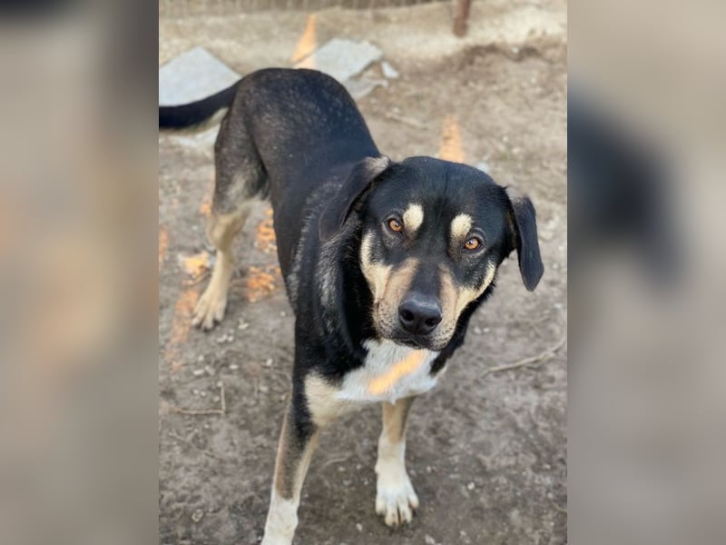 Bibi, geb. ca. 05/2023, lebt in GRIECHENLAND, im städt. Tierheim Serres