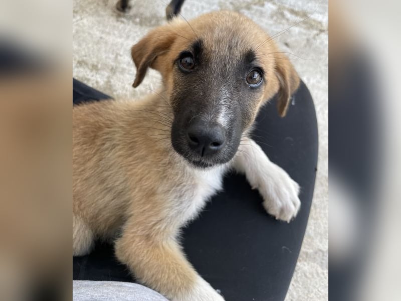 Rula, geb. ca. 03/2026, lebt in GRIECHENLAND, im städt. Tierheim Serres