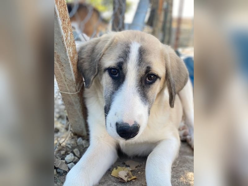 Manella, geb. ca. 04/2025, lebt in GRIECHENLAND, im städt. Tierheim Serres