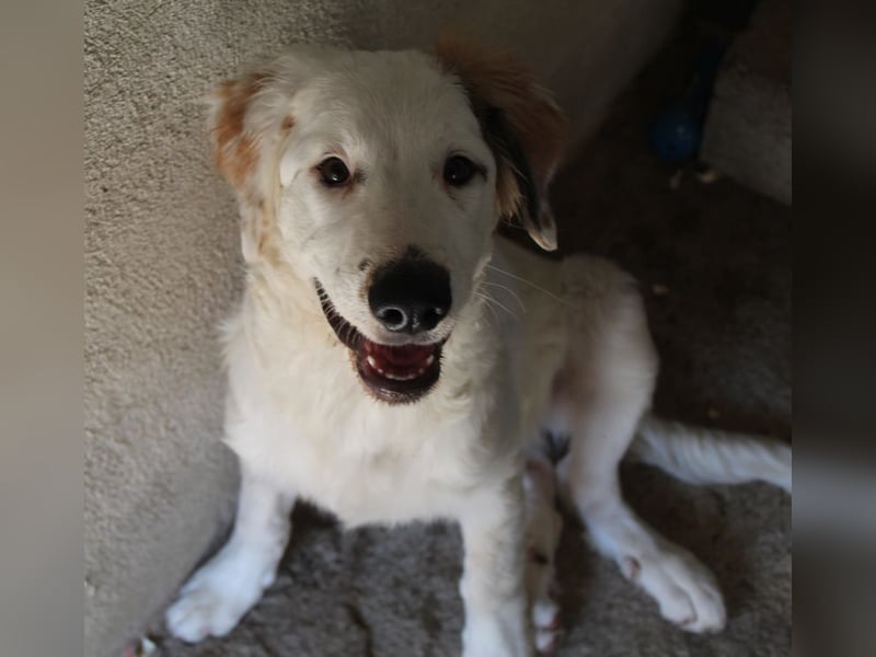 Kembro, geb. ca. 04/2025, lebt in GRIECHENLAND, im städt. Tierheim Serres