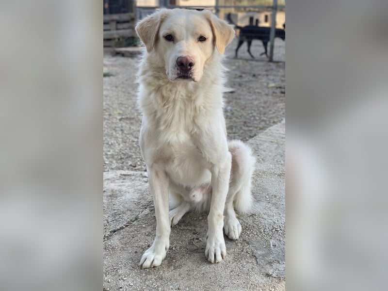 Miraz, geb. ca. 02/2023, lebt in GRIECHENLAND, im städt. Tierheim Serres