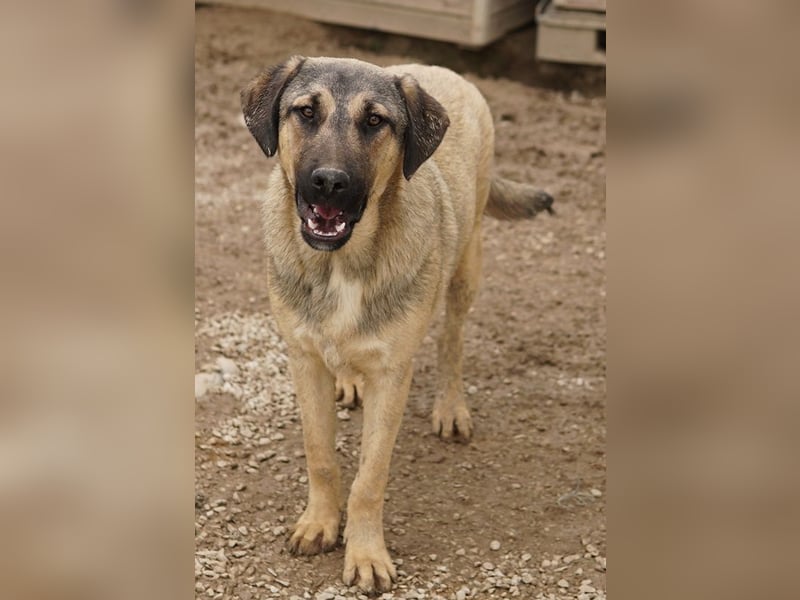 Liam, geb. ca. 09/2022, lebt in GRIECHENLAND, im städt. Tierheim Serres