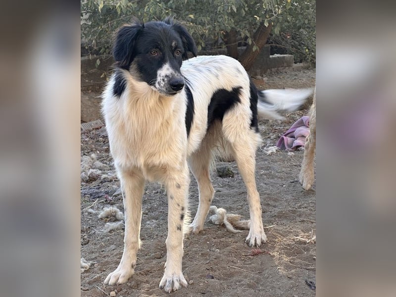 Lady, geb. ca. 12/2023, lebt in GRIECHENLAND, auf einem Gelände, Hunde werden notdürftig versorgt