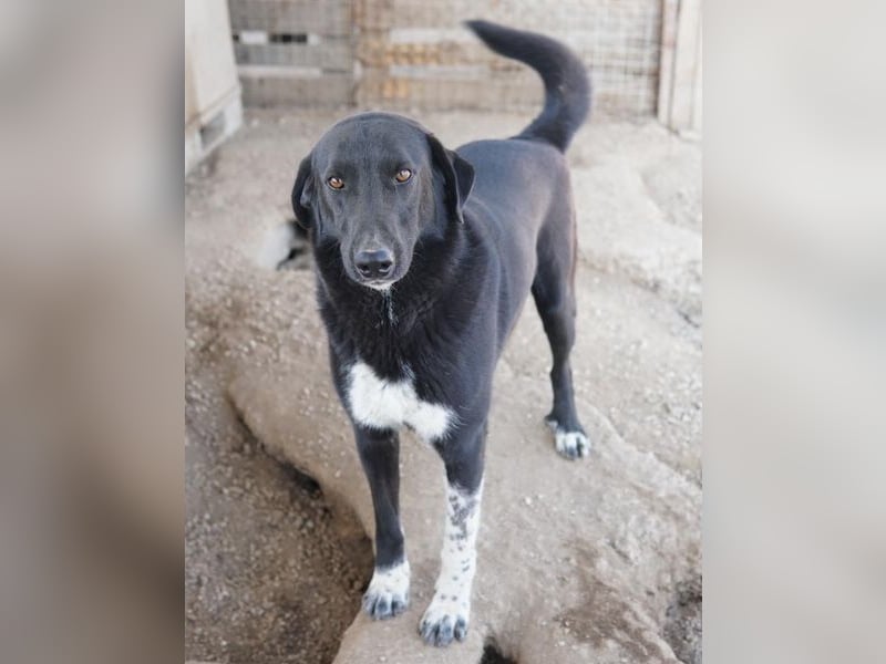 Frizelbliz, geb. ca. 03/2021, lebt in GRIECHENLAND, im städt. Tierheim Serres