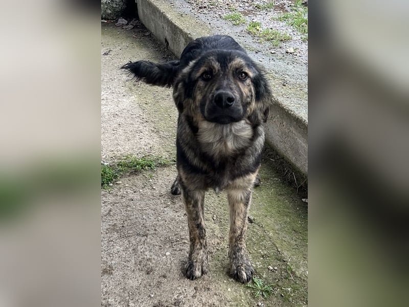 Nevik, geb. ca. 10/2024, lebt in GRIECHENLAND, auf einer privaten Pflegestelle