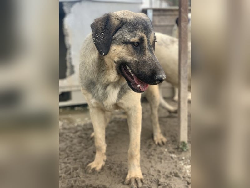 Liam, geb. ca. 09/2022, lebt in GRIECHENLAND, im städt. Tierheim Serres