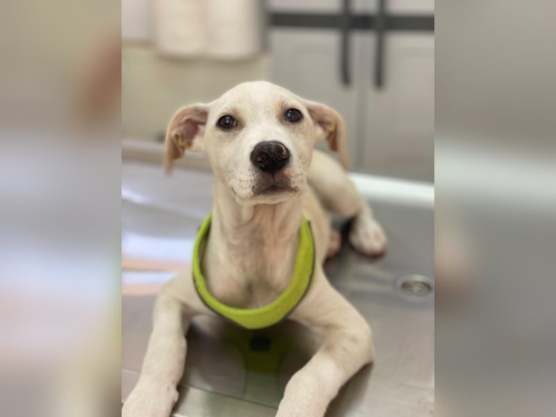 Atreyu, geb. ca. 08/2025, lebt in GRIECHENLAND, im städt. Tierheim Serres