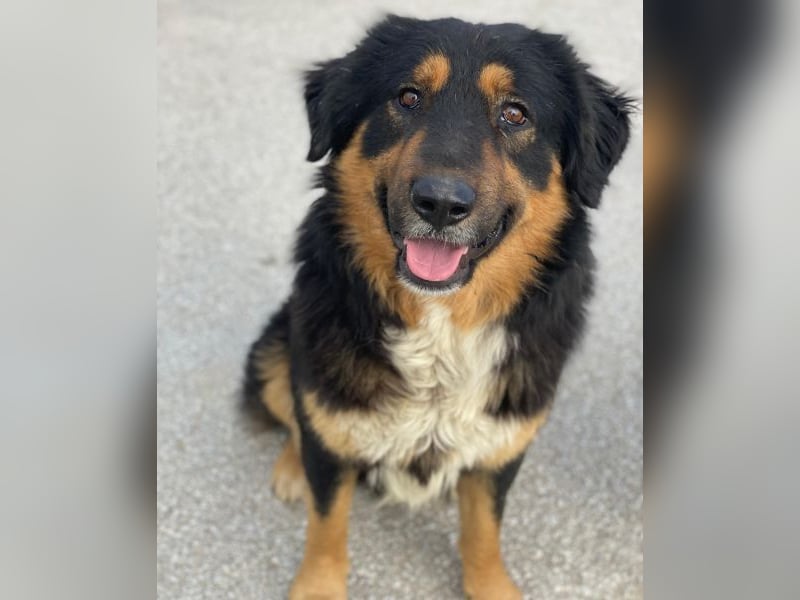 Sirius Black, geb. ca. 12/2023, lebt in GRIECHENLAND, im städt. Tierheim Serres