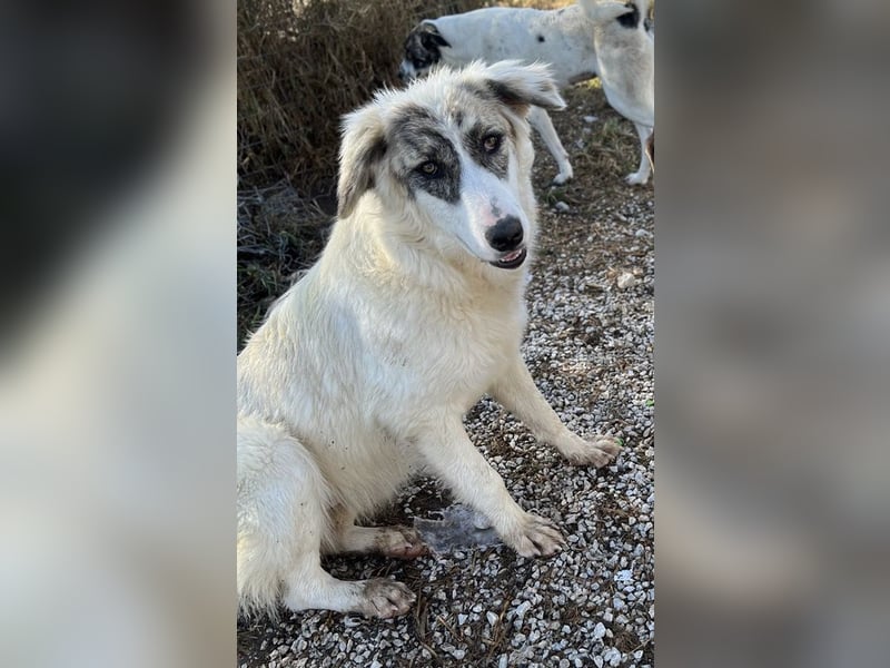 Gerda, geb. ca. 02/2023, lebt in GRIECHENLAND, im städt. Tierheim Serres