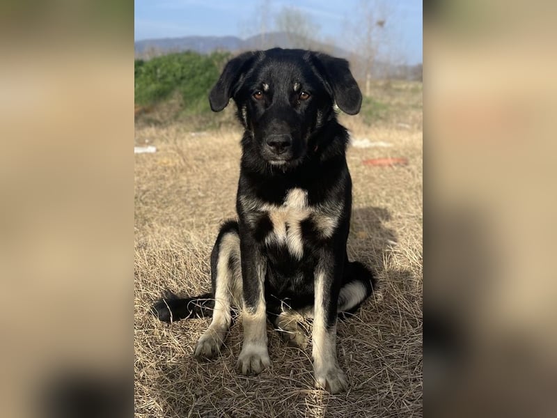 Ella, geb. ca. 09/2024, lebt in GRIECHENLAND, im städt. Tierheim Serres