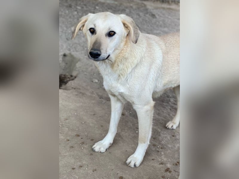 Hänschen, geb. ca. 03/2023, lebt in GRIECHENLAND, im städt. Tierheim Serres