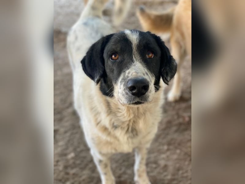 Valentino, geb. ca. 05/2021, lebt in GRIECHENLAND, im städt. Tierheim Serres