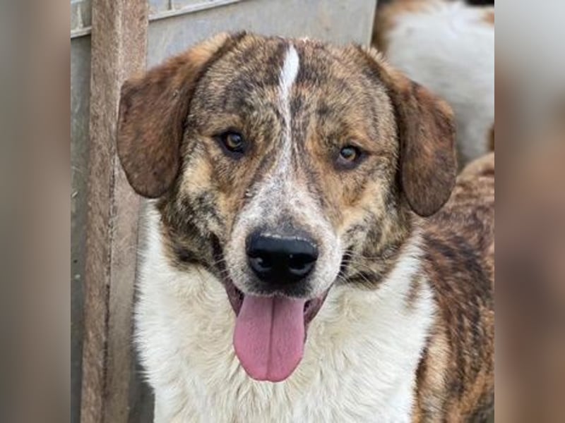 Timo, geb. ca. 12/2023, lebt in GRIECHENLAND, im städt. Tierheim Serres