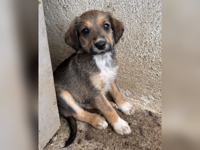 Woody, geb. ca. 02/2026, lebt in GRIECHENLAND, im städt. Tierheim Serres