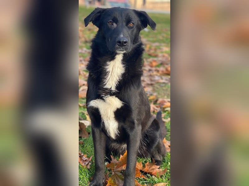 Glorietta, geb. ca. 07/2025, lebt in GRIECHENLAND, im städt. Tierheim Serres