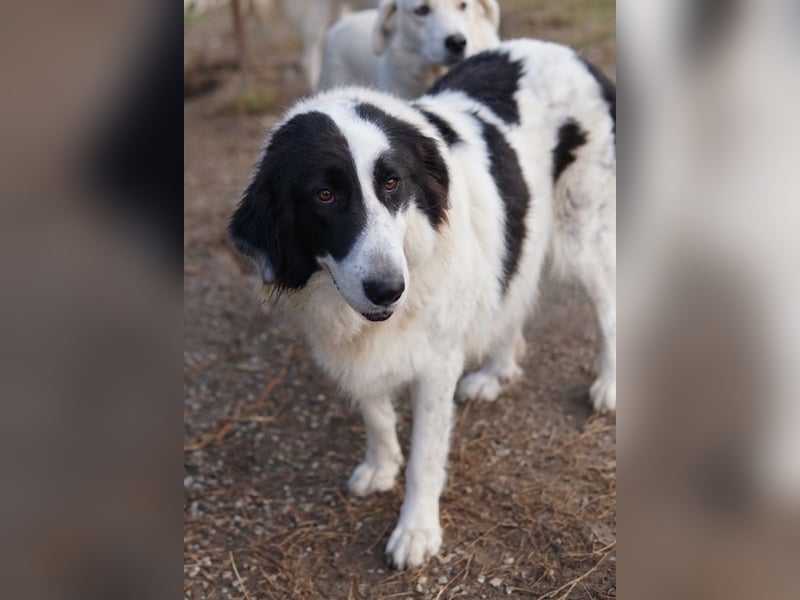 Maella, geb. ca. 02/2020, lebt in GRIECHENLAND, im städt. Tierheim Serres