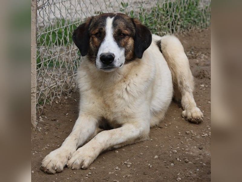 Pitt, geb. ca. 05/2021, lebt in GRIECHENLAND, im städt. Tierheim Serres