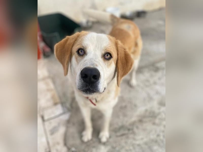 Nikki, geb. ca. 06/2022, lebt in GRIECHENLAND, im städt. Tierheim Serres