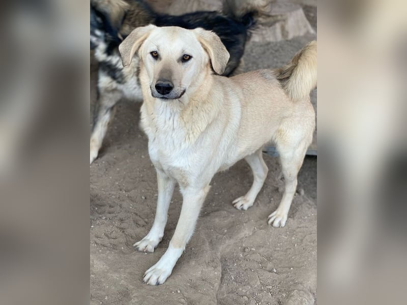 Hänschen, geb. ca. 03/2023, lebt in GRIECHENLAND, im städt. Tierheim Serres