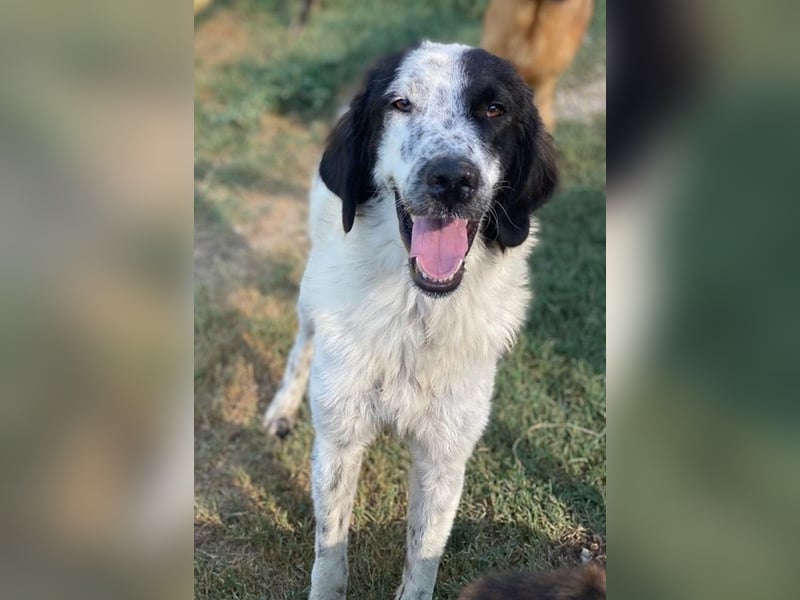 Yuni, geb. ca. 03/2023, lebt in GRIECHENLAND, im städt. Tierheim Serres