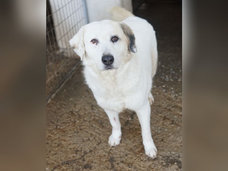 Bruna, geb. ca. 12/2020, lebt in GRIECHENLAND, im städt. Tierheim Serres