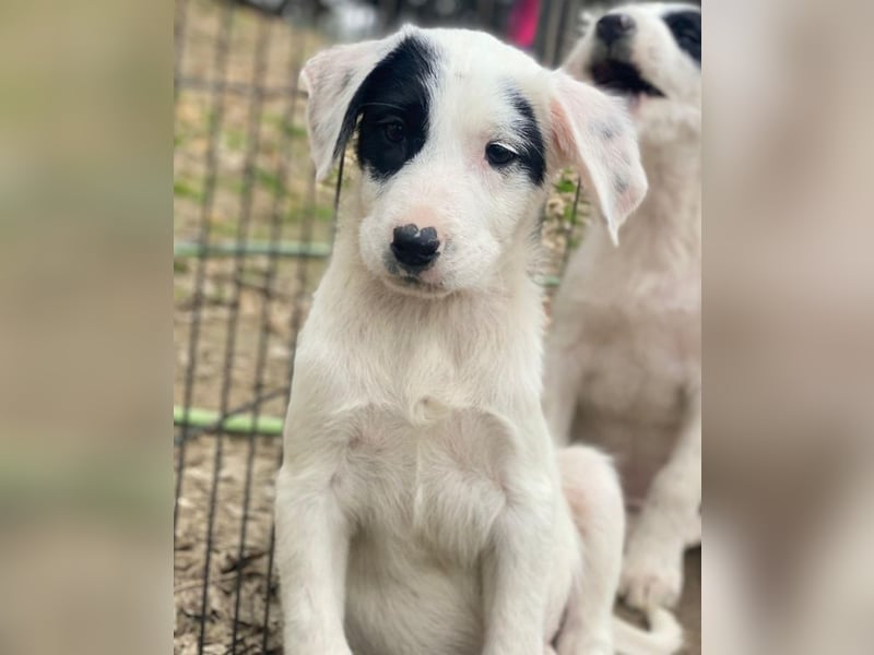 Chardonnay, geb. ca. 08/2025, lebt in GRIECHENLAND, auf einer privaten Pflegestelle