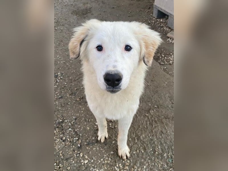 Skippy, geb. ca. 05/2022, lebt in GRIECHENLAND, im städt. Tierheim Serres