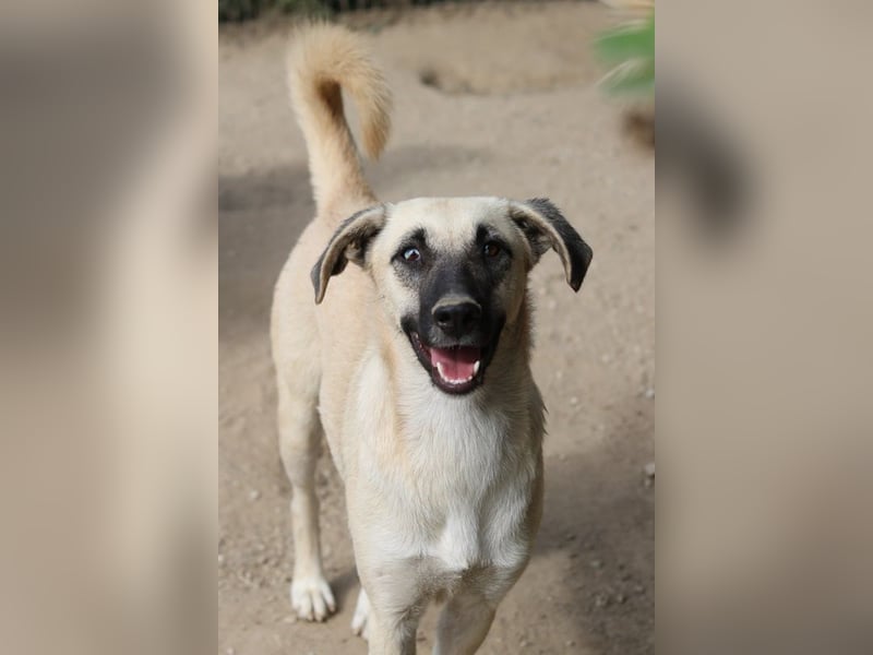 Carlchen, geb. ca. 03/2023, lebt in GRIECHENLAND, im städt. Tierheim Serres