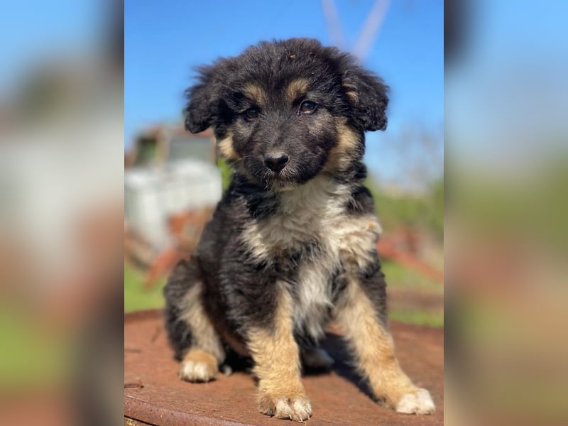 Sirius Black, geb. ca. 12/2023, lebt in GRIECHENLAND, im städt. Tierheim Serres