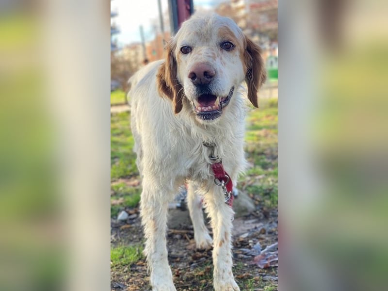 Mael, geb. ca. 01/2021, lebt in GRIECHENLAND, auf einer privaten Pflegestelle