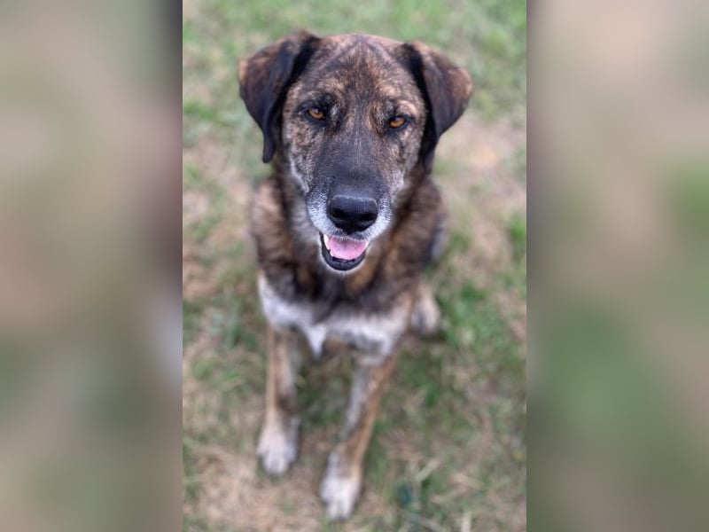 Theo, geb. ca. 04/2022, lebt in GRIECHENLAND, im städt. Tierheim Serres