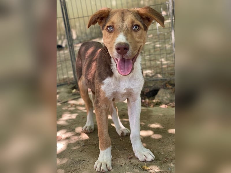 Hardo, geb. ca. 01/2025, lebt in GRIECHENLAND, auf einer privaten Pflegestelle