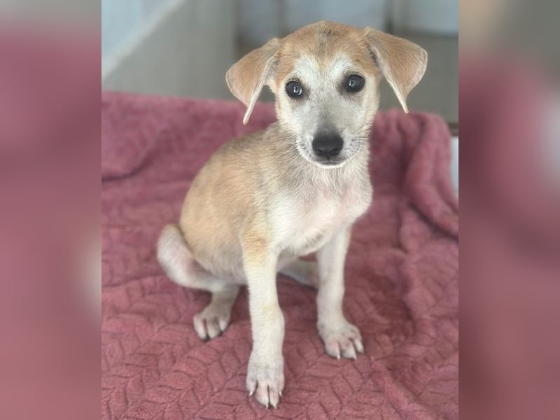 Rosie, geb. ca. 05/2026, lebt in GRIECHENLAND, im städt. Tierheim Serres